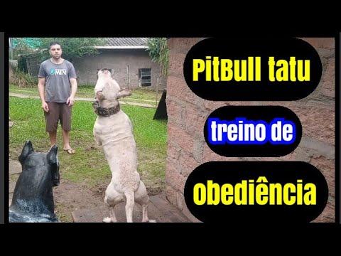 PITBULL treinado (Barão PitBull tatu) Obediência basica com BOLINHA
