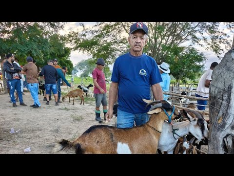 Nova Feira de Animais, Riacho do Boi, Cumaru, Pernambuco, 22/04/2026