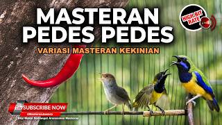 Download lagu 🔴Live Masteran Tembakan Pedas Sogon Gacor Manggar Betina vs Cucak Cungkok Gacor Kunti vs Prenjak Tir mp3