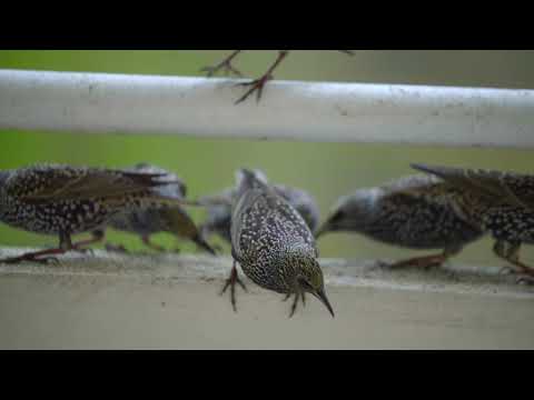 Feeding bird in front of balcony