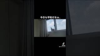 鳥さんいないかな？미어캣(meerkat)#shorts