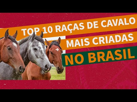 , title : 'As 10 Raças de cavalo mais criadas no Brasil'