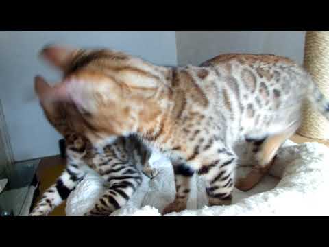Play bengal F9 boy Deivon and bengal F10 girl Colette. Sunspotcharm cattery