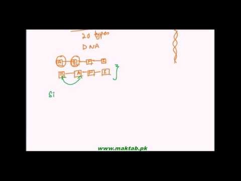 FSc Biology Book1, CH 2, LEC 10: Structure of Proteins (Part 1)