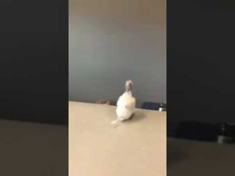 fred bird dance on table