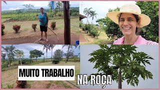 Mamão macho e fêmea no mesmo pé/Super pegador de limão/Minhas frutíferas