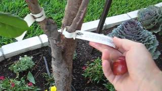 Fruit Trees: Plum Tree 1st Harvest