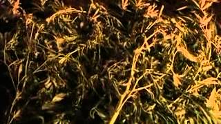 130812plantacja szczecin