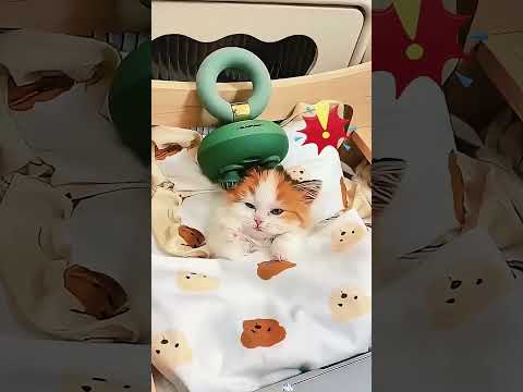 Yavru kedi sahibi tarafından kandırıldı.