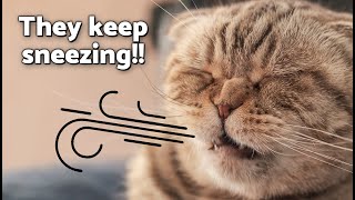 Why Does My CAT SNEESE a Lot? 🤧😿 These Are the 8 Main Causes!