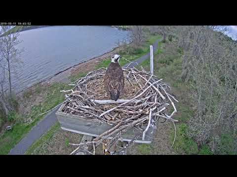 Ophelia perhaps guarding nest as Orpheus chases intruder over head 5/11 194326 20190511 194426