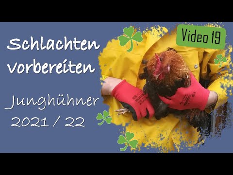 Hühner 19 - Schlachten vorbereiten - Hähne fangen - Junghühner Situation (2021 & 2022)