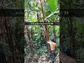 Man punch 🤛 a tree down