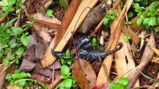Download lagu Scorpion in Malaysia Rainforest mp3