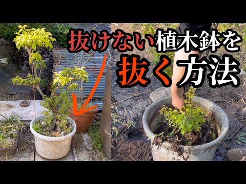 植木鉢を太陽から守る方法 どの色の鉢を選ぶべきか