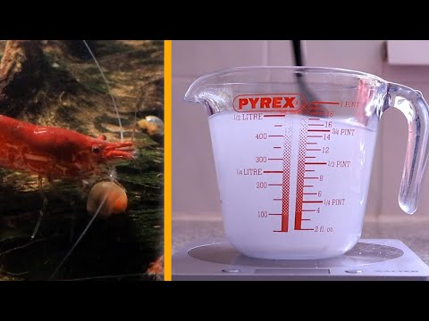 Tank-wide Salt Treatment for Scutariella Japonica in Neocaridina Shrimp