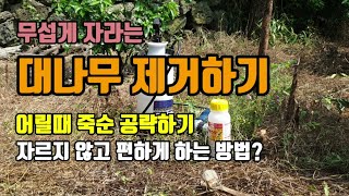 대나무 자르지 않고 간단히 제거하는 방법 칡넝쿨 다음으로 위협적인 식물