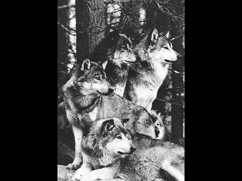 Armata Ujqve - Futja Pik