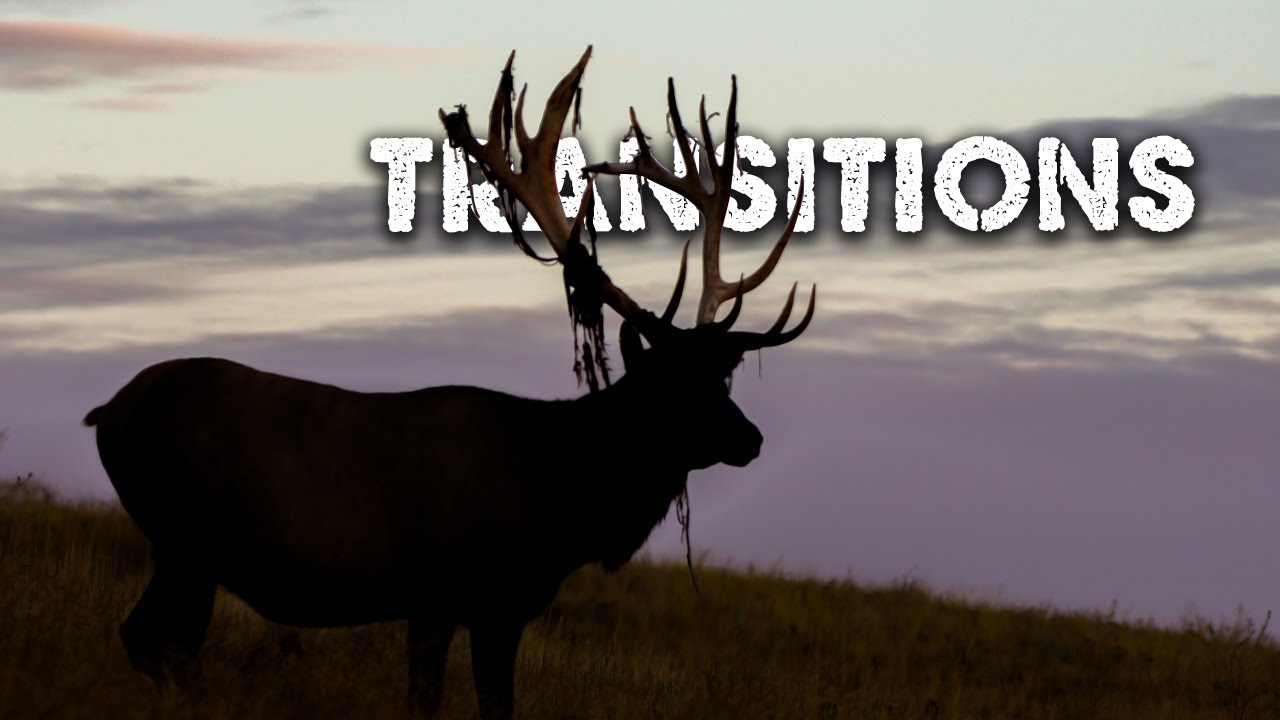 Elk-Transitions