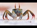 CAT STEVENS / YUSUF ISLAM : CRAB DANCE (art by gullerud)