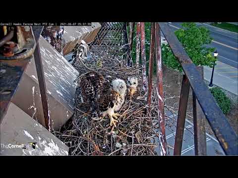 Cornell Red-Tailed Hawks 07.06.2021 05:31