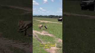 Download lagu Dikejar 3 Macan Tutul, Tindakan Anjing Ini Bikin Semua Terkejut! mp3 Download lagu Dikejar 3 Macan Tutul, Tindakan Anjing Ini Bikin Semua Terkejut! mp3