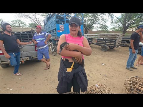 FEIRA DA GALINHA DE S.C.C-PE 09/03/2026 