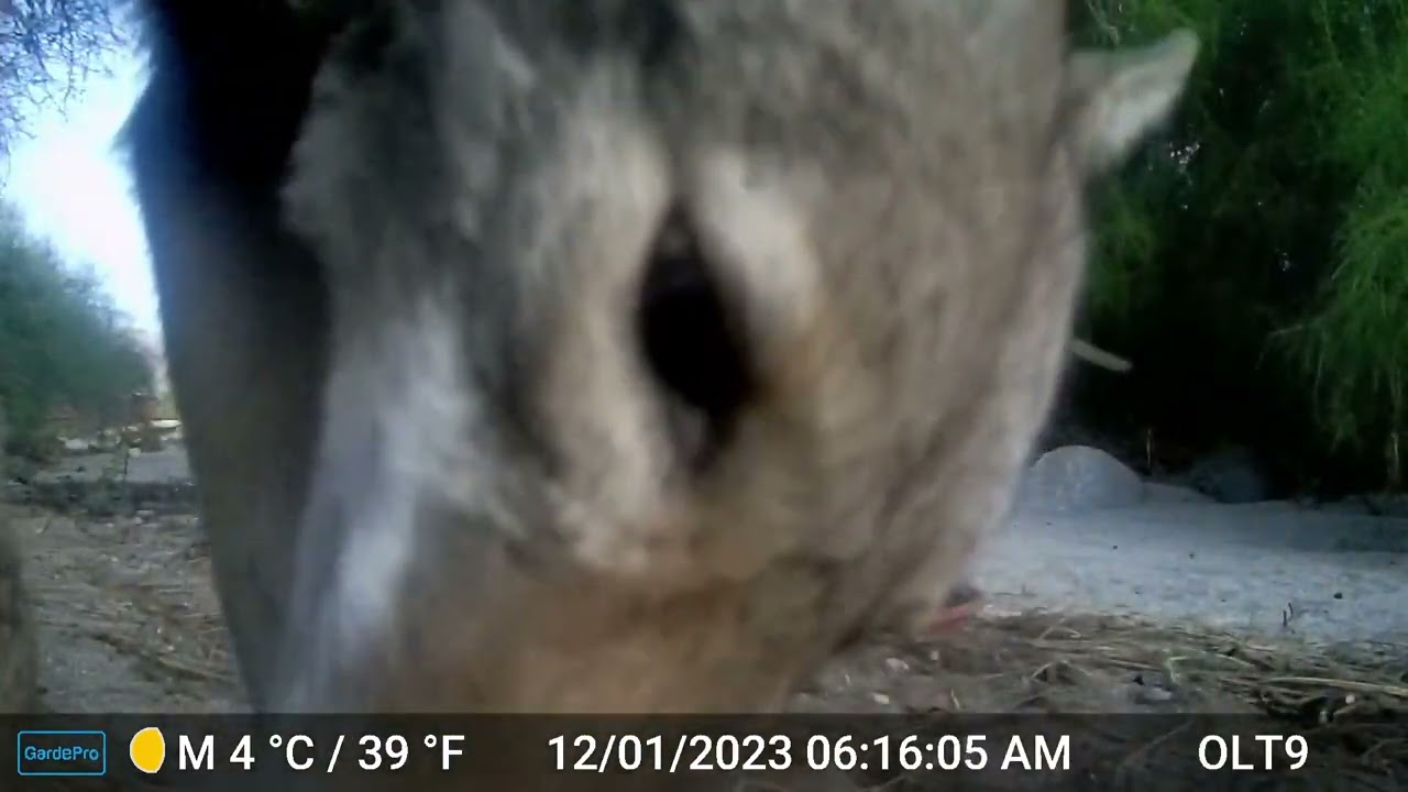 S1E6: Coyote camera inspection on a cold December morning
