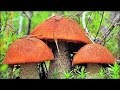 Загадка разумного поведения грибов 