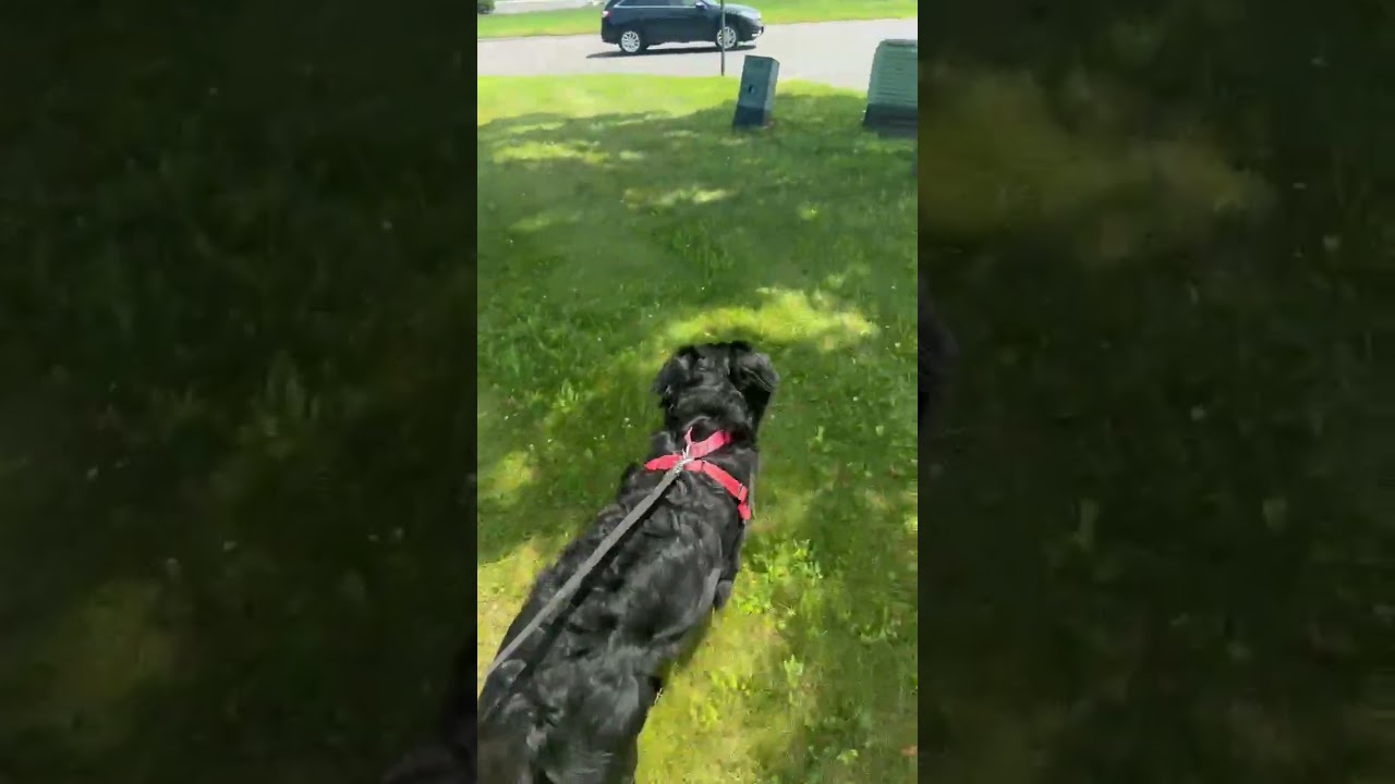 Enlarge Oreo, an adoptable mixed breed in Danbury, CT video 6/6