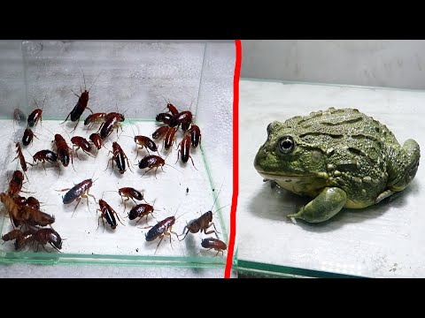 Bull Frog eating 100  Red runner roaches
