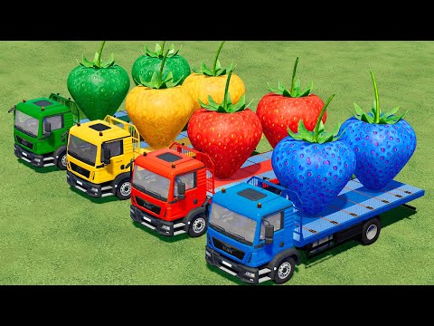 TRANSPORT MEGA STRAWBERRY WITH LOADER AND TRUCKS - FRUIT OF COLORS! FS22