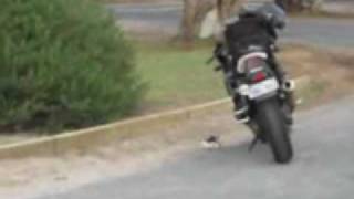 preview picture of video 'bird attacks gsxr motorbike'