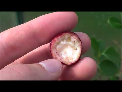 download lagu mp3 mp4 Strawberry Guava Hawaiian Fruits, download lagu Strawberry Guava Hawaiian Fruits gratis, unduh video klip Strawberry Guava Hawaiian Fruits