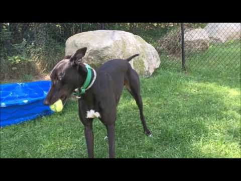 Linus, an adopted Greyhound in Swanzey, NH_image-1