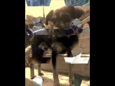 bARBAS 4+RASTAPARCHE.wmv