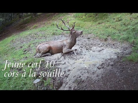 Brame du cerf 2023 ( jeune cerf 10 cors qui chauffe sa voix pour le brame)