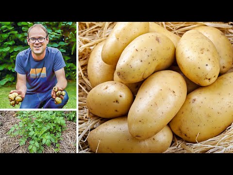 How To Harvest Store Onions