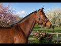 Jument - Selle Fran&ccedil;ais - 6 ans -Dressage /CSO - France