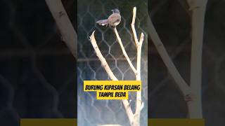 Download lagu Burung kipasan belang tampil beda mp3