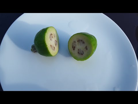 The complete feijoa / pineapple guava tasting video. My first ripe fruit this year, was it edible ?