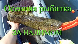 Ловля налима осенью в иркутской области