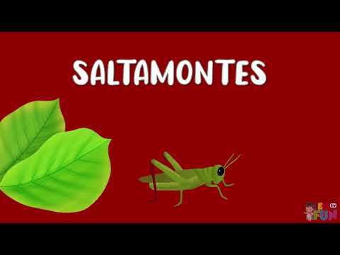 Animales para niños | Nombre de los insectos | Sonidos de animales | Videos educativos | LeoFunTv
