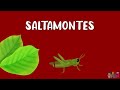 Animales Para Niños Nombre De Los Insectos Sonidos De Animales Videos Educativos LeoFunTv