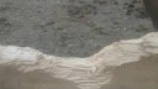 what a Horse's WOOD CHEWING does! by Twombly Publishing