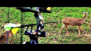 Bowhunting The Rut Archery Season 2016 - Royer