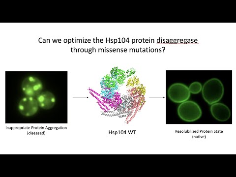 <p>Optimizing Hsp104 against neurodegenerative aggregating substrates</p>
