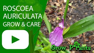 Roscoea auriculata - grow & care (Eared roscoea)