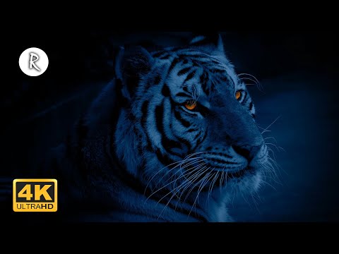 💙🌈 Forest at Night - Wild Jungle Sounds w/ Rain & Thunder, Cicadas 🎧 Nature Sound