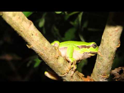 DJ Darwish Live Set @ "Tree Of Life" Festival 2012